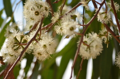 Eucalyptus melliodora