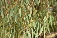 Eucalyptus melliodora