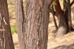 Eucalyptus melliodora