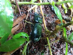 Passalus