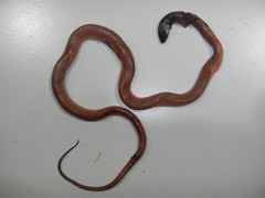 Pseudoboa neuwiedii