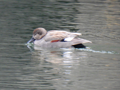 Mareca strepera strepera