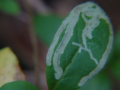 Phytomyza aprilina