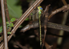 Austrogynacantha heterogena