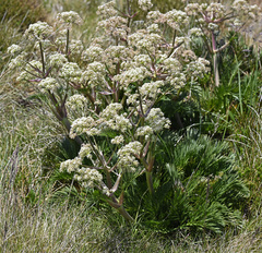 Aciphylla glacialis