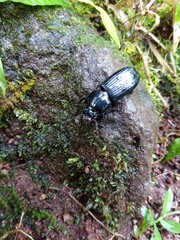Passalus