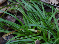 Carex sylvatica