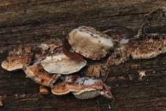 Dichomitus squalens