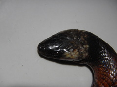Pseudoboa neuwiedii