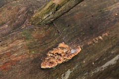 Dichomitus squalens