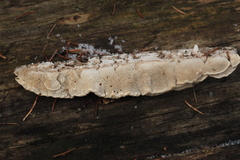 Dichomitus squalens