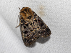 Proteuxoa sanguinipuncta