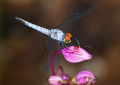 Brachydiplax denticauda