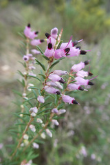 Erica erigena