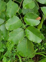 Pterocarpus rotundifolius
