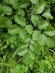 Pterocarpus rotundifolius