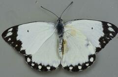 Belenois creona severina