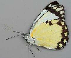 Belenois creona severina