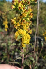 Solidago puberula puberula