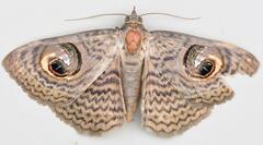 Calliodes pretiosissima