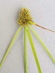Cyperus austroafricanus