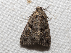 Condica aroana