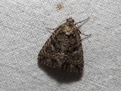 Condica aroana