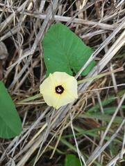 Ipomoea obscura
