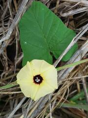 Ipomoea obscura