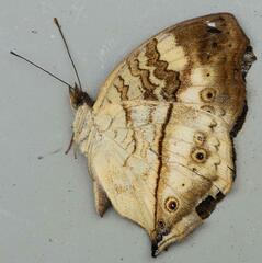 Junonia elgiva