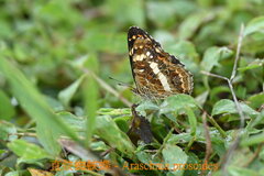 Araschnia prorsoides