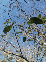Ficus cotinifolia