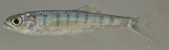 Opsaridium peringueyi