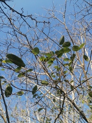 Ficus cotinifolia