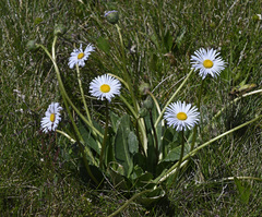 Brachyscome decipiens