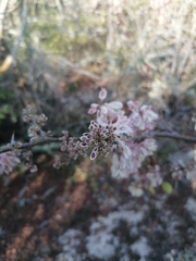 Podopterus mexicanus