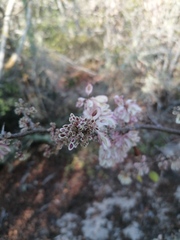 Podopterus mexicanus