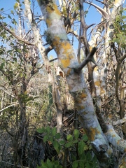 Bursera excelsa
