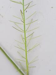 Pogonarthria squarrosa