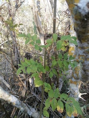 Bursera excelsa