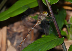Zyxomma petiolatum