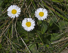 Brachyscome decipiens