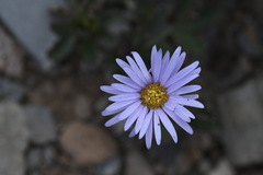 Brachyscome spathulata