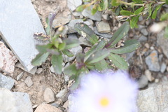 Brachyscome spathulata