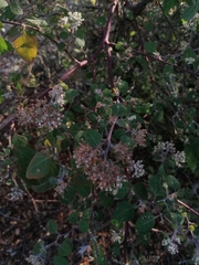 Salpianthus arenarius