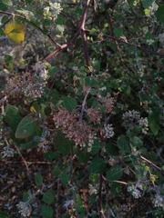 Salpianthus arenarius