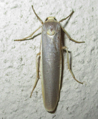 Sozusa scutellata