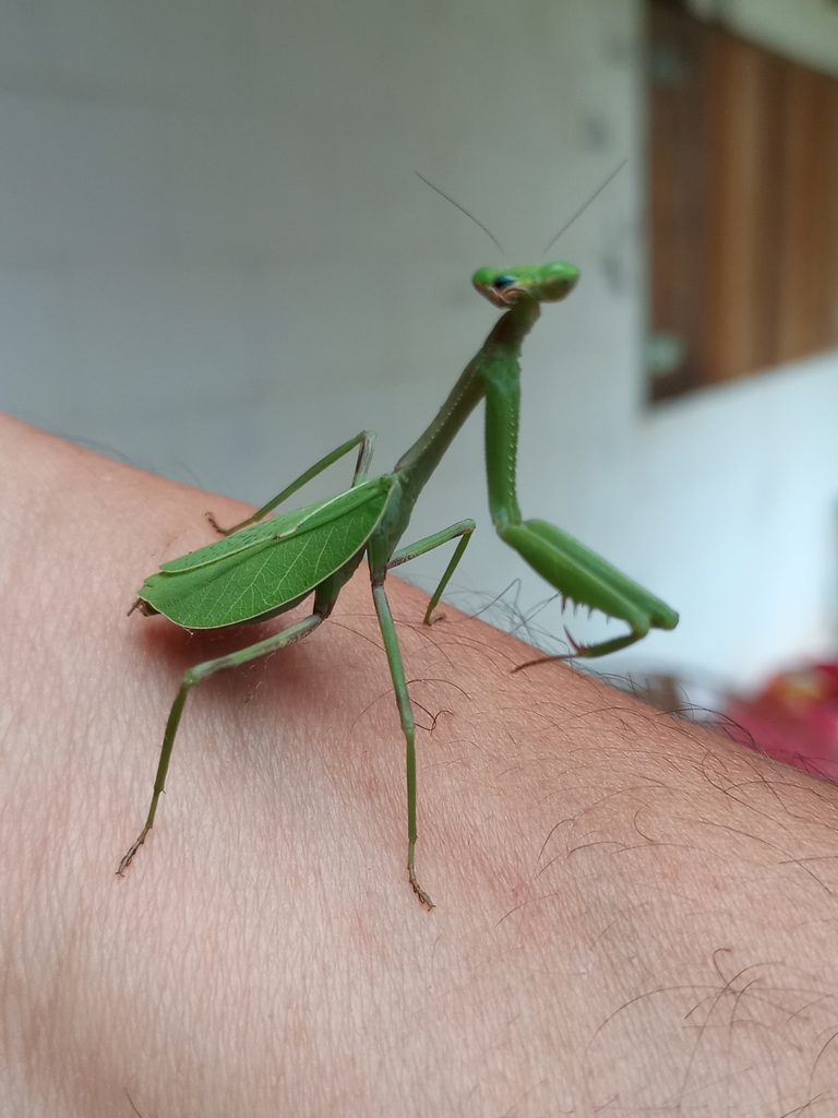 South American Green Mantis