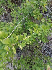 Sideroxylon celastrinum
