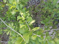 Sideroxylon celastrinum